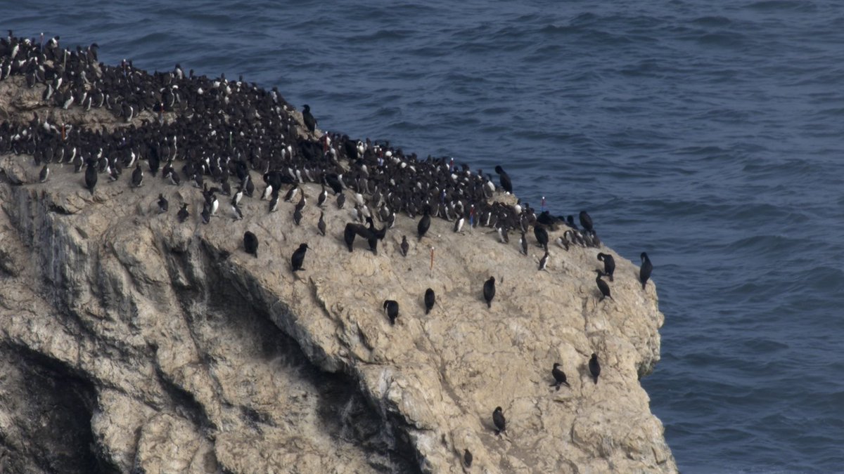 seabird-protection-network